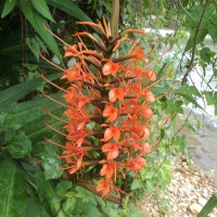 Hedychium coccineum Buch.-Ham. ex Sm.